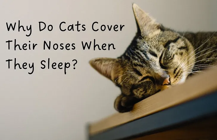 Why Do Cats Cover Their Noses When They Sleep