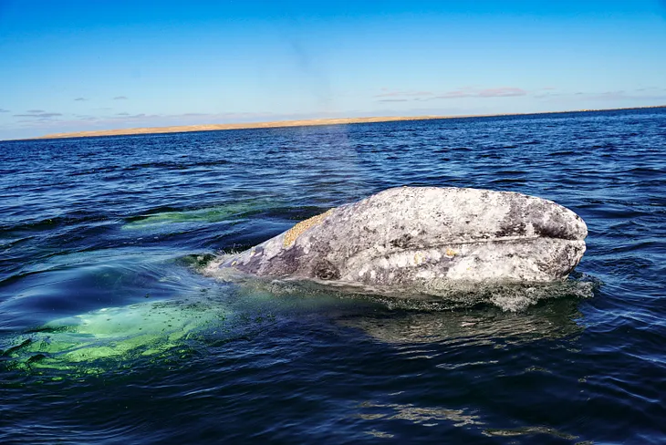 Baja Peninsula, Mexico