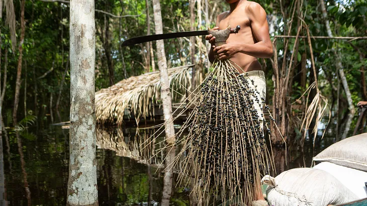 An açaí berry harvester in the Amazon