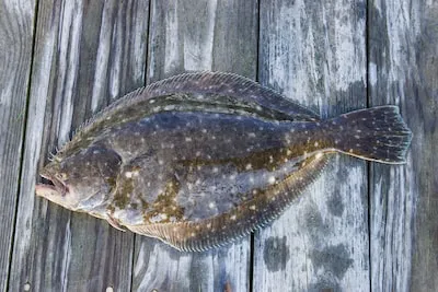 A Personal Chef’s Guide to Flounder: Everything You Need to Know