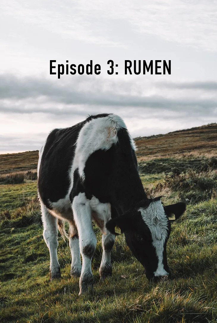 The Ruminant Digestive System: The RUMEN