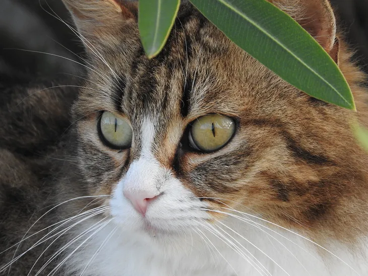 Portrait of a Cat’s Eyes