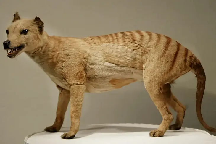 A stuffed Tasmanian tiger on a white platform.