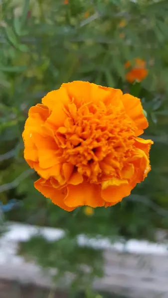 Companion Planting: Using Marigolds, Basil, and Calendula for a Healthier Garden