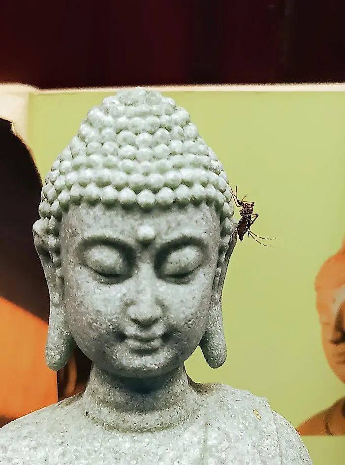 Mosquito on my Buddha statue