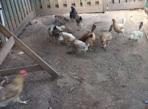 My hens in their backyard pen