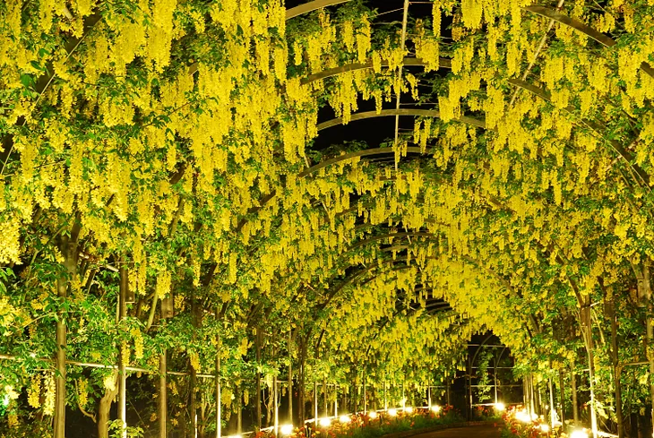 Wonderfull wisteria.