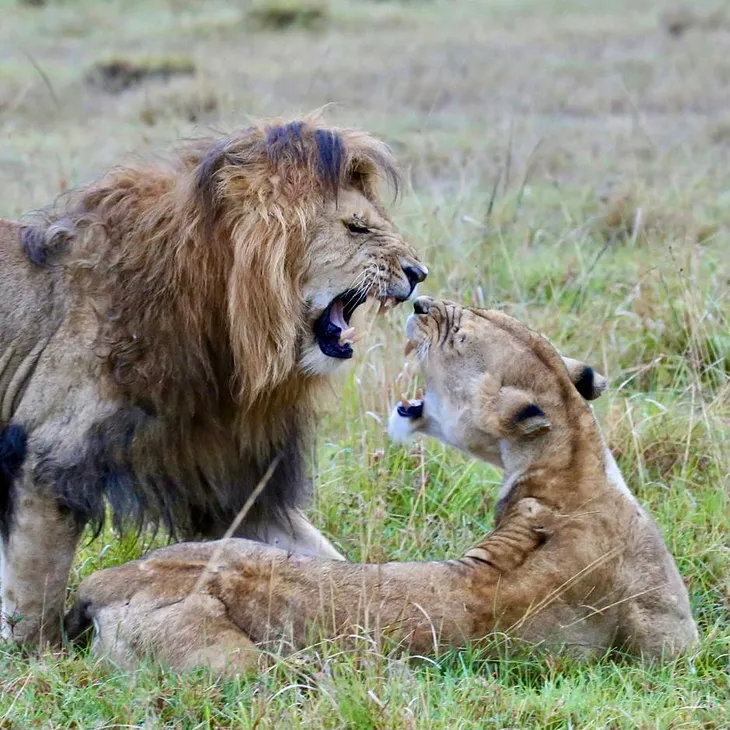 Gap Year (21):Kenya Part II — Maasai Mara