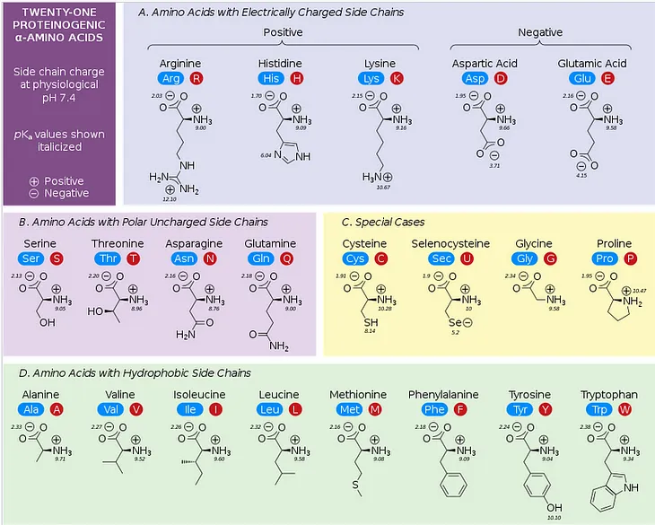 First Follow-Up to How to Easily Memorize the Chart for All 22 Amino Acids, including the…