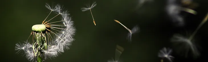 Dandelion spores blow in the wind