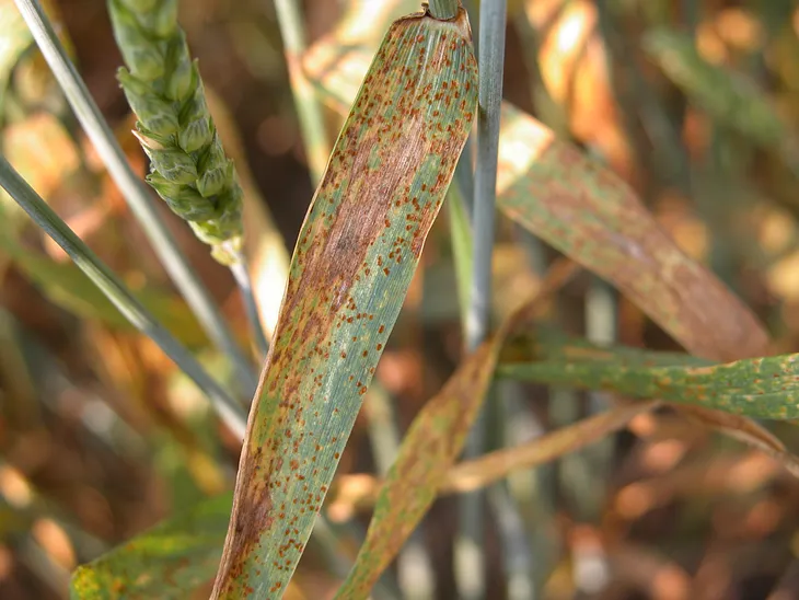 Common diseases to protect your Wheat from