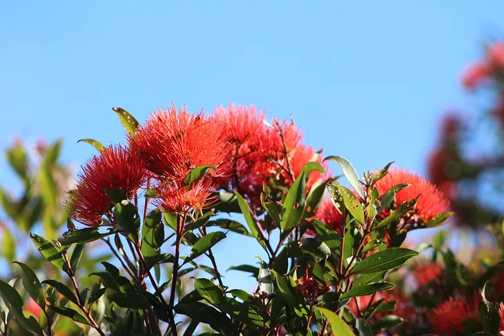 A Snippet of New Zealand’s Flora and Fauna