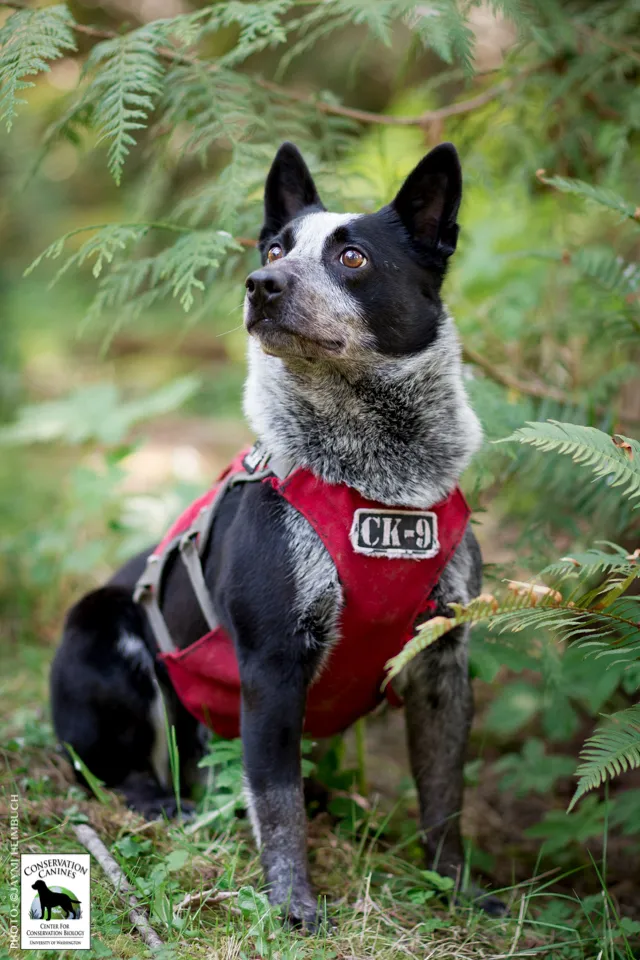 Doggie detectives sniff for science