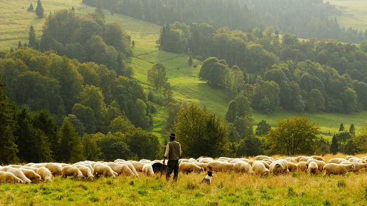 Be a Shepherd Not a Sheepdog