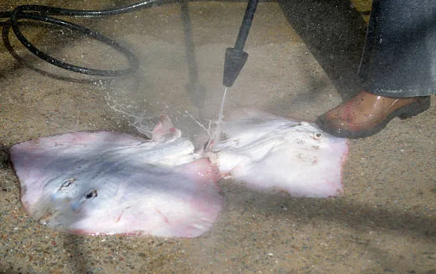 Are pressure washer concrete cleaners safe for the environment?