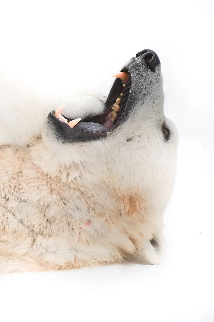 A polar bear’s head with its mouth open. It looks like it could be waiting to eat something.