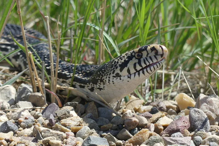 Bullsnake (Pituophis catenifer sayi)