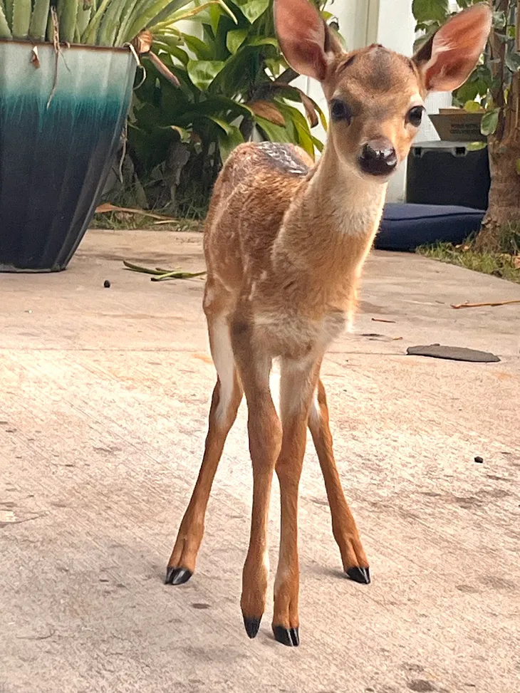 Color vertical image of a small tan baby doe with its pink ears as big as its head, its brown eyes staring directly at the camera in daylight, atop a cement patio, with a few bits of greenery in the background, especially featuring a teal green pot with green plant stalks we just see sticking up from it’s top, which in perspective is the same height as the little deer.