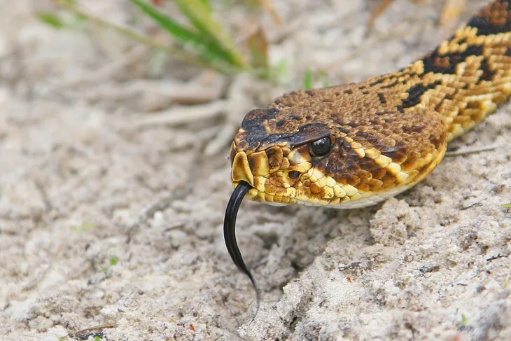 How NOT to Identify a Venomous Snake