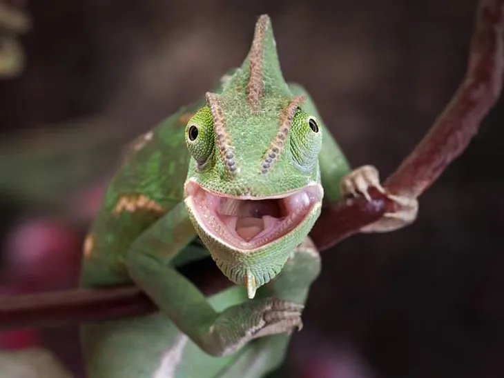 Signs of a Happy Chameleon
