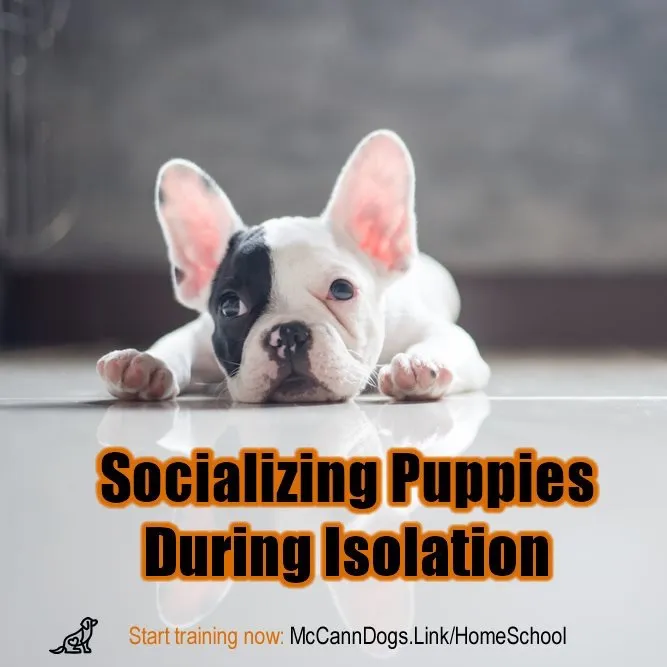 Socializing Puppies During Isolation