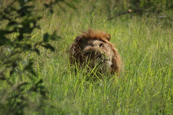 Visiting Kruger National Park in South Africa