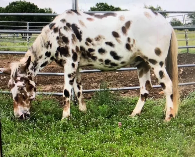 A Mule Named, Bold