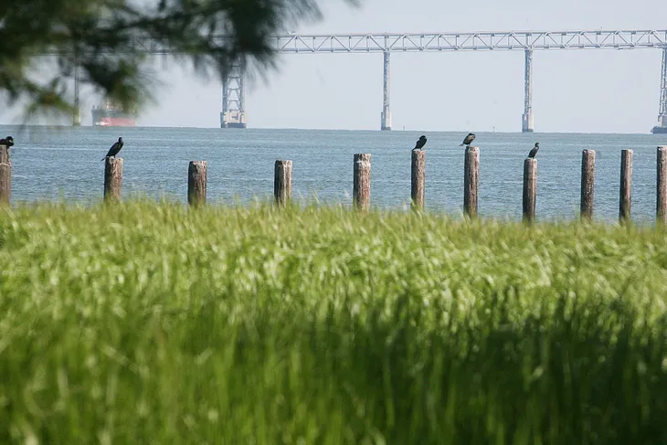 $1.37 million cleanup of toxic pilings in the bay could help herring habitat