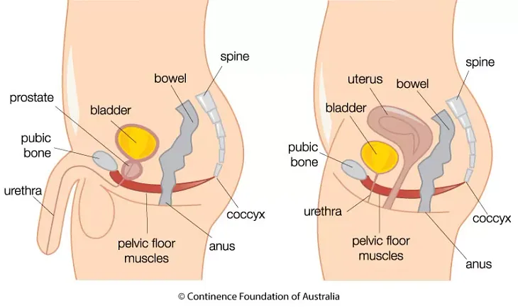 Some things about the Pelvic Floor