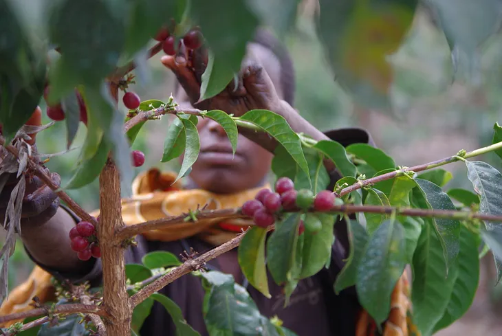 Tanzania Green Coffee Origin Report 2021