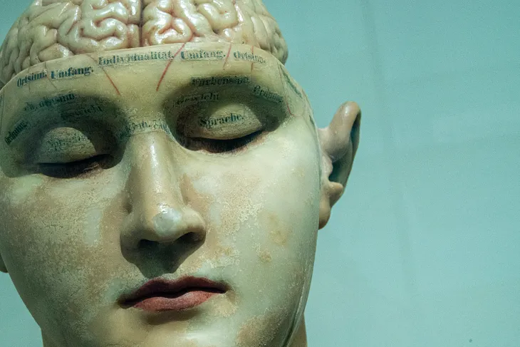 A bust of a female head with the brain exposed.