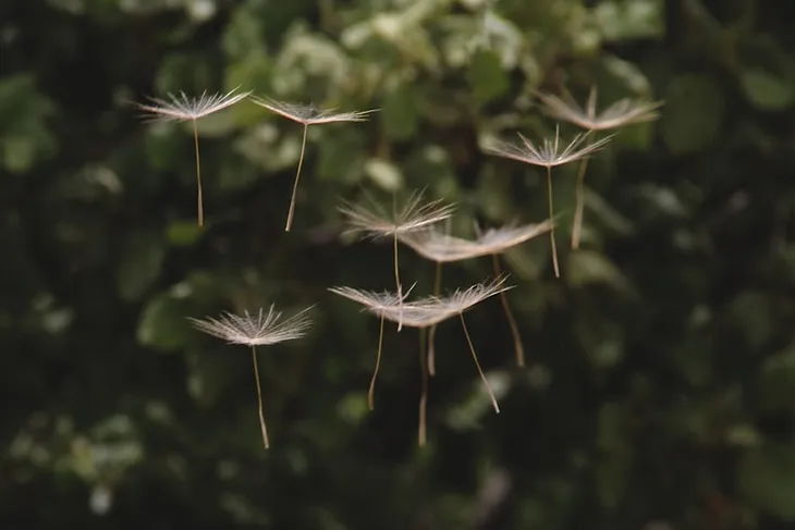 Dandelion Wishes