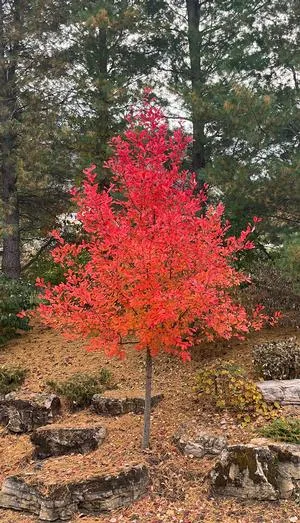 Embracing the Majesty of the Black Gum Tree