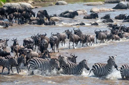 Serengeti Migration Safari in July