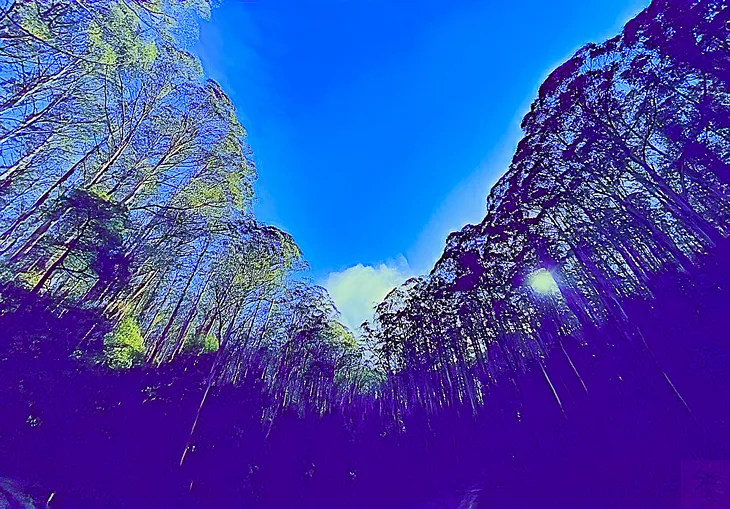 Forest canopy backlit by low sun in blue sky with whispy cloud on the horizon. The forest below is in deep shade.