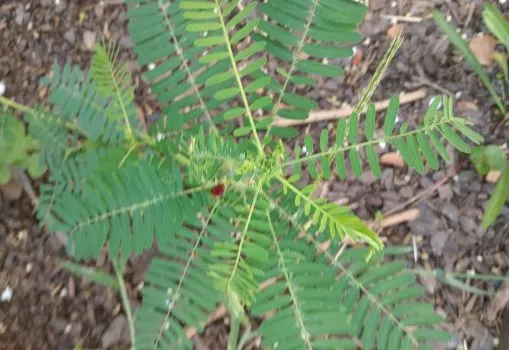 Strange weed that popped up….coffee plant?