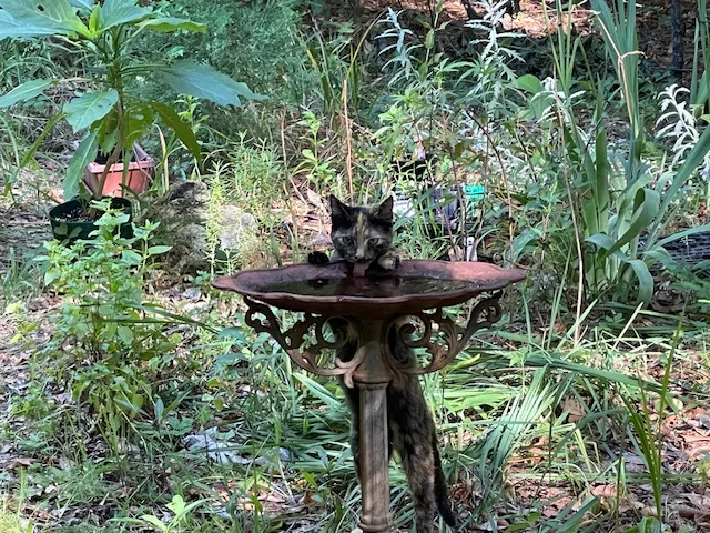 Cat in the garden standing up to drink from a bird bath.