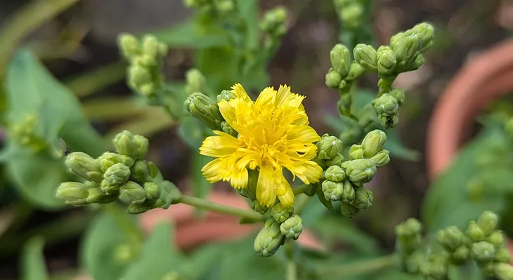 small yellow flower with many green buds around it