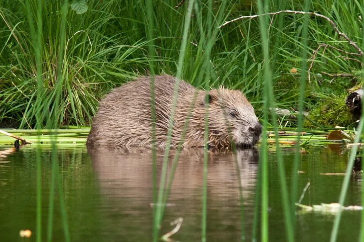 Bringing Back The Beaver