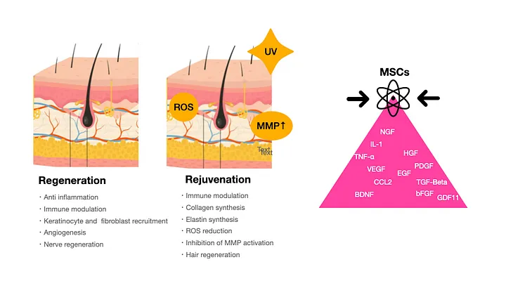 “I’d like to introduce ‘Applications of mesenchymal stem cells in skin regeneration, Vol.