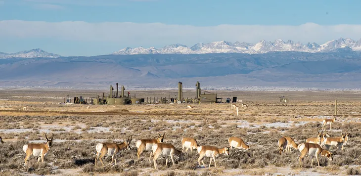 A herd of pronghorn in front of an oil and gas rig