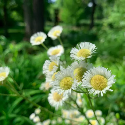 The Uses of Fleabane