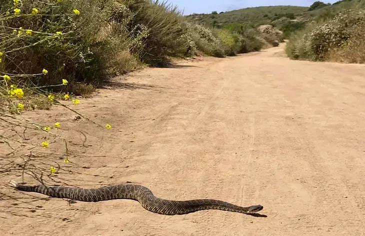 Snake Hunting Near Mulholland Drive