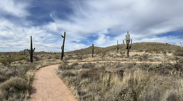 Saguaro Death