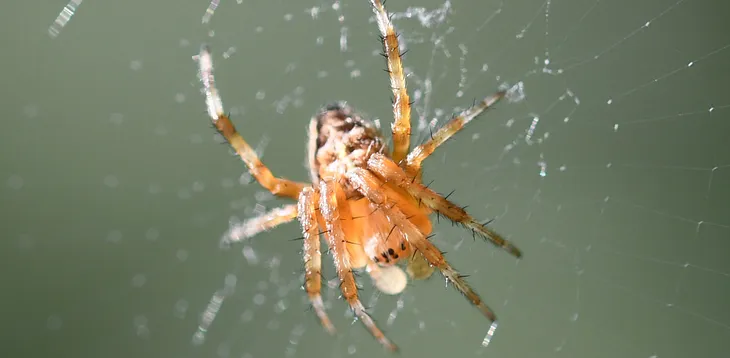 Photographing Spiders