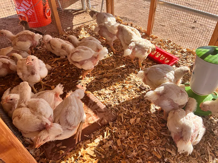 Raising Chickens as a Food Source