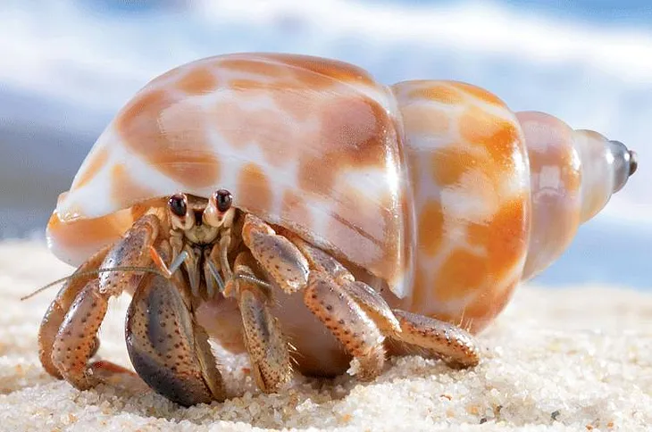 A gorgeous little hermit crab