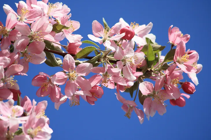 The Crab Apple Tree