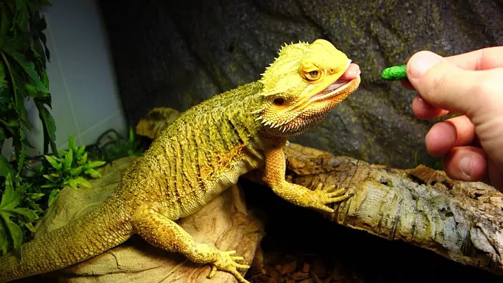 Information About A Bearded Dragon Diet — Val Heart