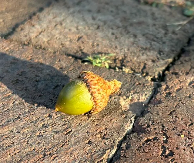 An acorn that feel to the ground